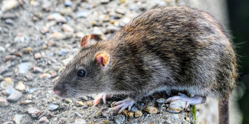 Norway rat