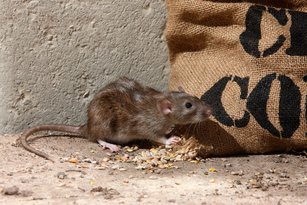 Norway rat