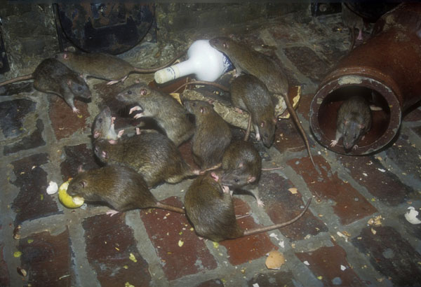 Rodent Infestation