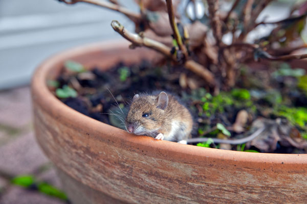 Rodent trap station bedford