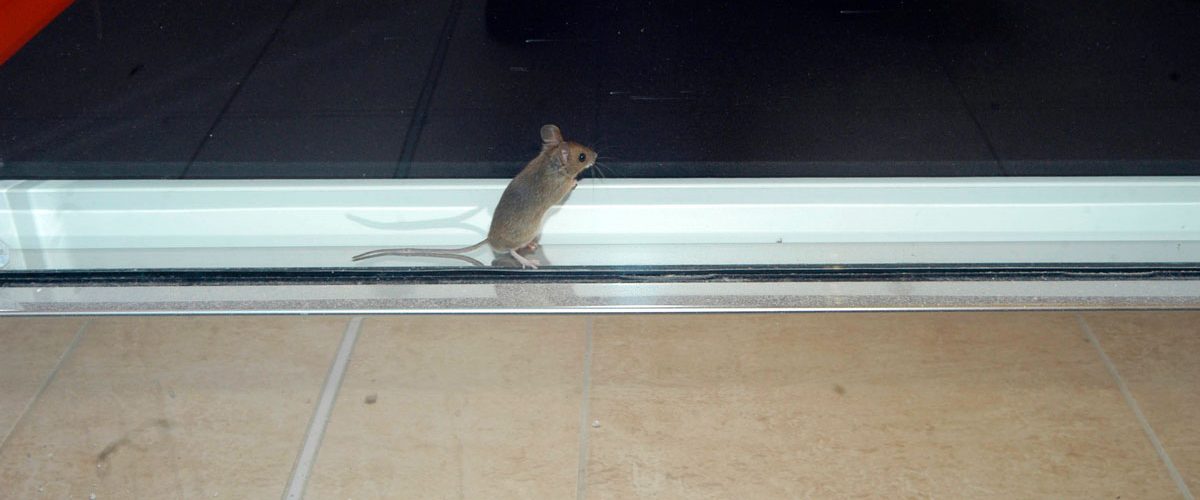 Mouse bait stations bedford