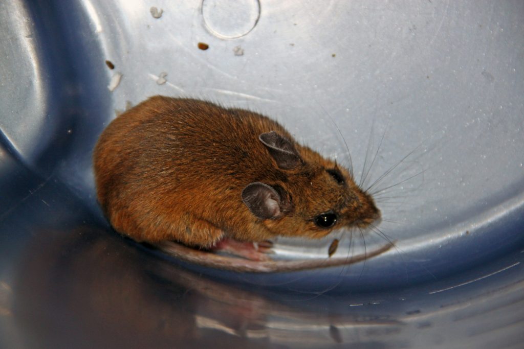 Rodent bait station bedford