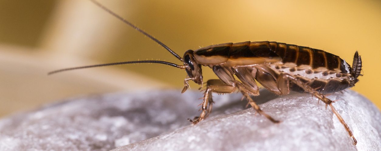 German Cockroach