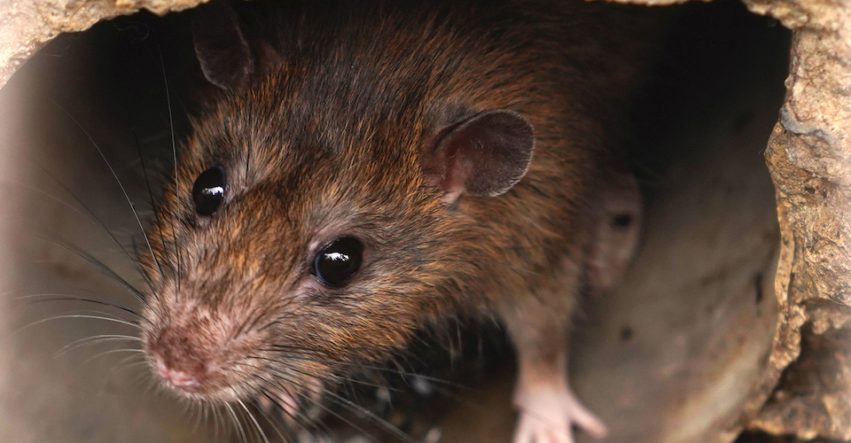 Rodent Bait Station