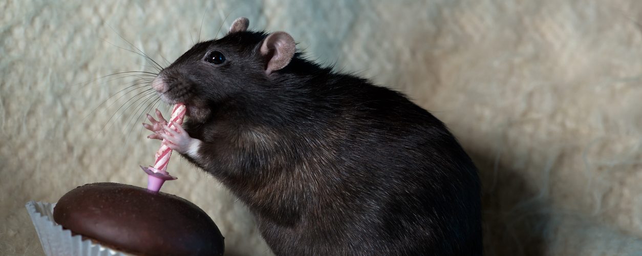 What do Bigger Rodents Mean for Pest Control Professionals? What do Bigger Rodents Mean for Pest Control Professionals?