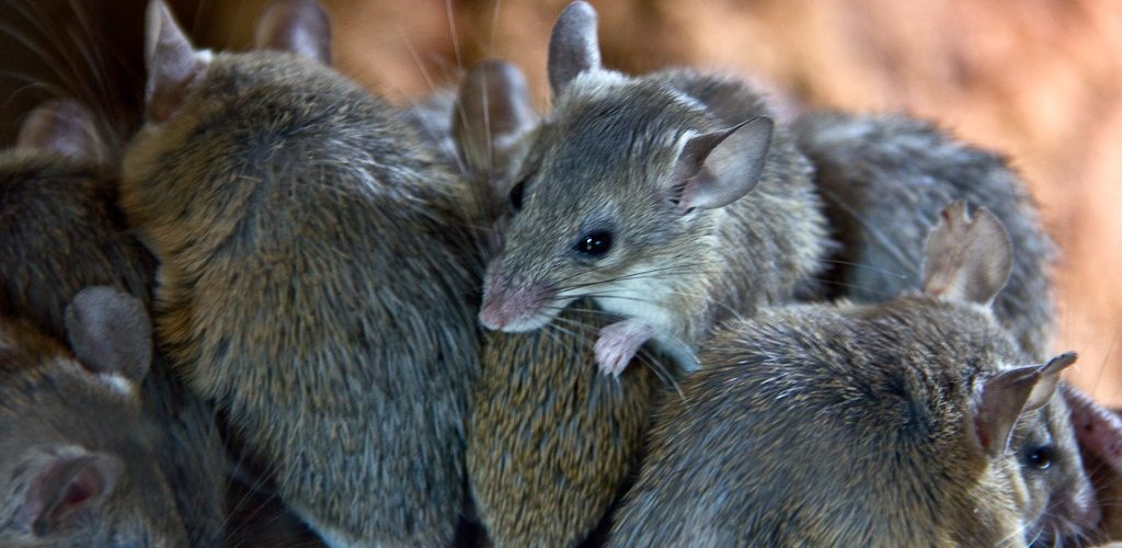 Mouse Bait Station