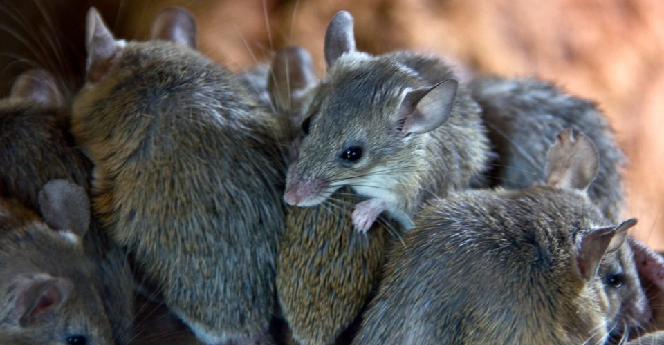 Mouse Bait Station