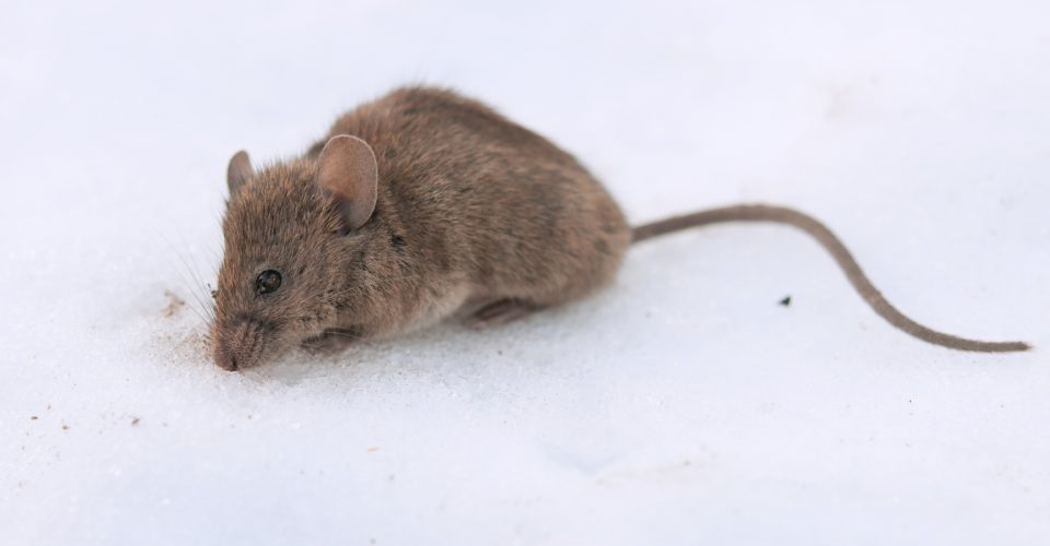 Mouse Bait Boxes