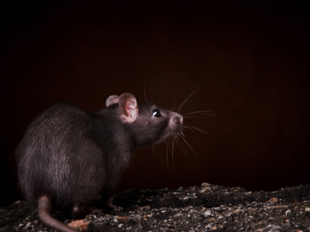 Top 3 Reasons Norway Rats Might Not Go To A Bait Station VM Products