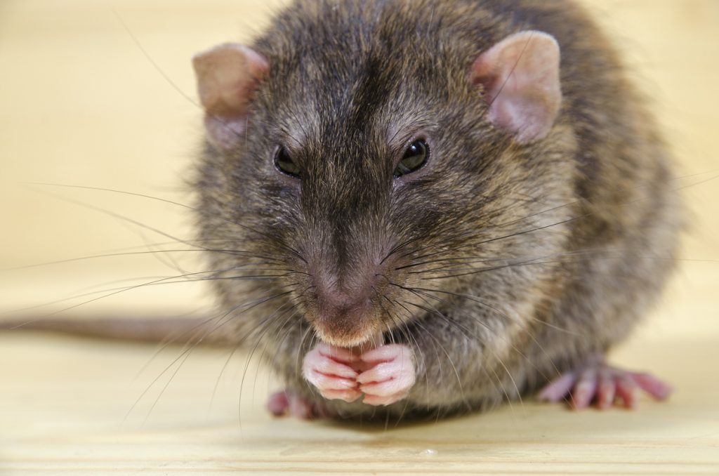 Rats and Mice: How to Manage Using Snap Traps - Pests in the Urban