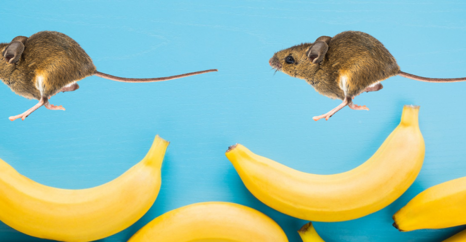 Rats and Bananas