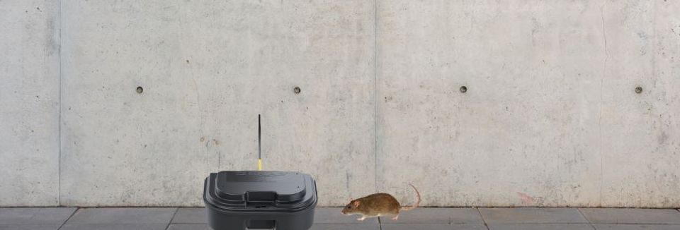 Best Rat box