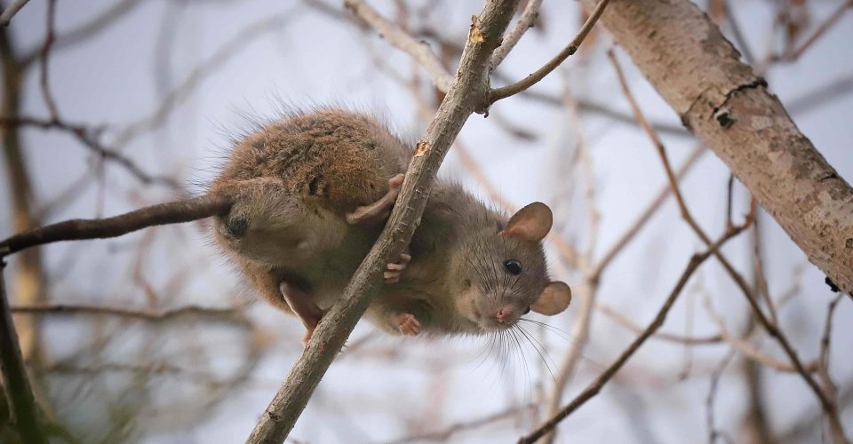 Rodent Bait Station