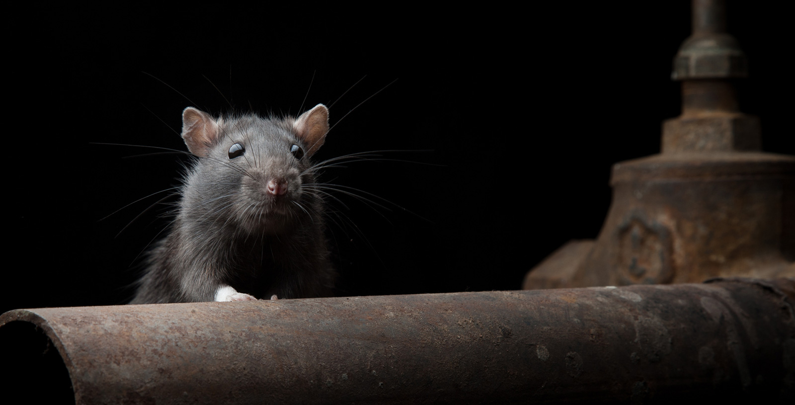 Norway Rats vs Roof Rats VM Products