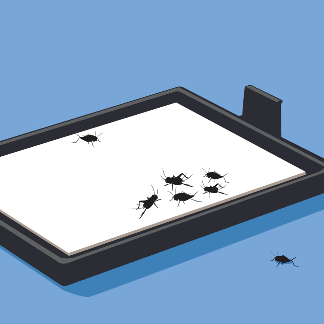 7 Tips on Insect Monitoring