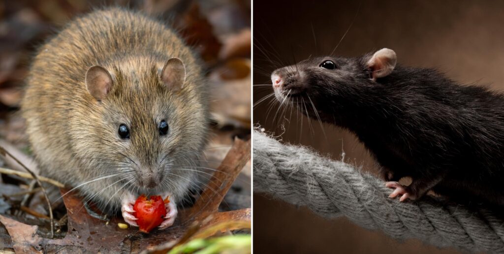 Left: Brown rat eating a piece of fruit on the ground, illustrating Norway Rats vs Roof Rats. Right: Black rat, or roof rat, standing on a rope and looking to the left.