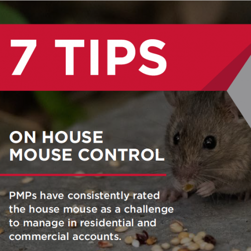 7_tips_house_mouse