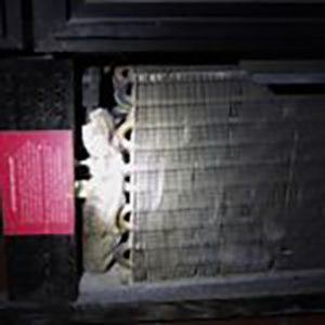 Rodent_Academy_Blog_5 Rodent_Academy_Blog_5